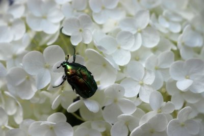 Hydrangea arborescens - hortenzie stromečkovitá - květ a Zlatohlávek zlatý - Cetonia aurata